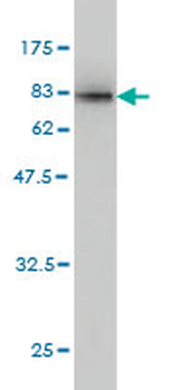 KPNA1 monoclonal antibody (M01), clone 2A4-1B5