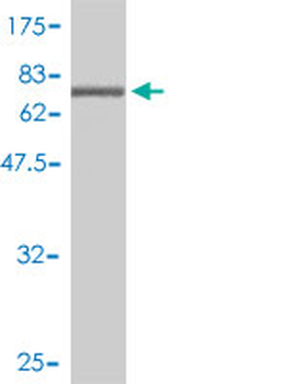 KPNA1 polyclonal antibody (A02)