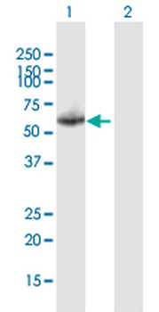 KNG1 purified MaxPab mouse polyclonal antibody (B01P)