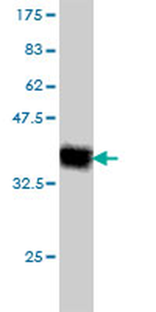 KLRC3 monoclonal antibody (M01), clone 3D5