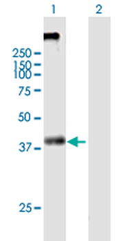 KCNN4 purified MaxPab mouse polyclonal antibody (B01P)
