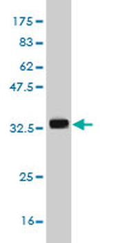 KCNE1 monoclonal antibody (M01), clone 5B12