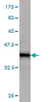 KAL1 monoclonal antibody (M01), clone 2E8