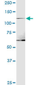ITGA1 purified MaxPab mouse polyclonal antibody (B01P)