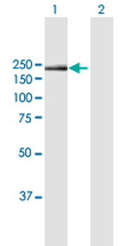 ITGA1 purified MaxPab mouse polyclonal antibody (B01P)