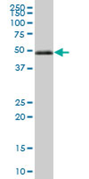 IRF3 MaxPab mouse polyclonal antibody (B01)