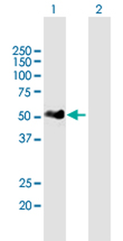 IRF3 MaxPab mouse polyclonal antibody (B01)