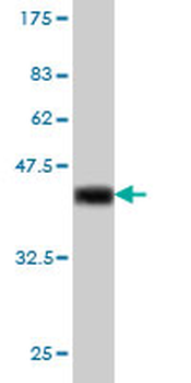 IRF1 monoclonal antibody (M01), clone 2E4