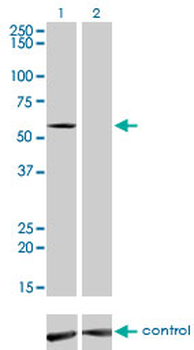 IMPDH2 monoclonal antibody (M01), clone 1E12-B6