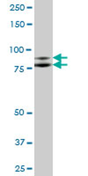 ILF3 purified MaxPab mouse polyclonal antibody (B01P)