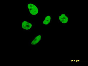 ILF3 purified MaxPab mouse polyclonal antibody (B01P)