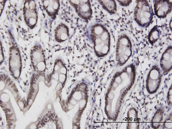 ILF3 purified MaxPab mouse polyclonal antibody (B01P)