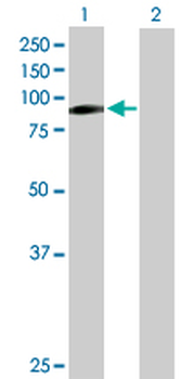 ILF3 purified MaxPab mouse polyclonal antibody (B01P)