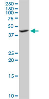 ILF2 purified MaxPab mouse polyclonal antibody (B01P)
