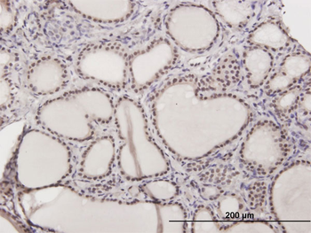 ILF2 purified MaxPab mouse polyclonal antibody (B01P)