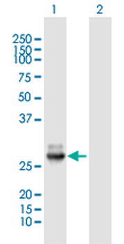 IL6 purified MaxPab mouse polyclonal antibody (B01P)
