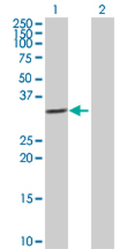 IL1B purified MaxPab rabbit polyclonal antibody (D01P)