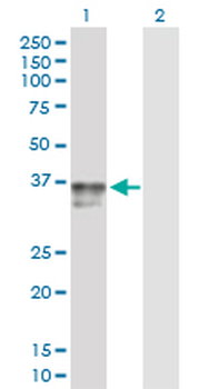 IGFBP3 purified MaxPab rabbit polyclonal antibody (D01P)