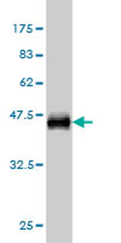 IFI35 monoclonal antibody (M01), clone 3H6