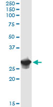 IFI35 purified MaxPab rabbit polyclonal antibody (D01P)