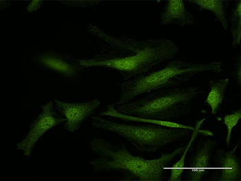 IFI35 purified MaxPab rabbit polyclonal antibody (D01P)
