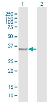 IFI35 purified MaxPab rabbit polyclonal antibody (D01P)
