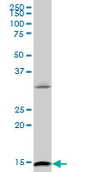 ID2 monoclonal antibody (M04), clone 2C11