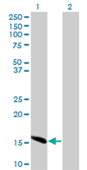 ID2 monoclonal antibody (M04), clone 2C11