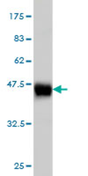 ID1 monoclonal antibody (M04), clone 4G11