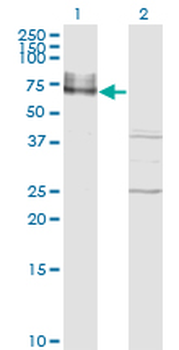 ICAM1 monoclonal antibody (M01), clone 3H8-2G6
