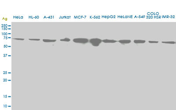 HSPA2 monoclonal antibody (M06), clone S51