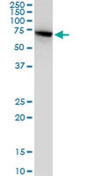 HSPA2 monoclonal antibody (M06), clone S51