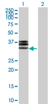 HPX purified MaxPab rabbit polyclonal antibody (D01P)