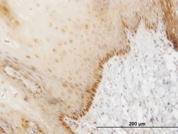 HOXB7 monoclonal antibody (M03), clone 4C6
