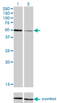 HNF4A monoclonal antibody (M04), clone 4E2