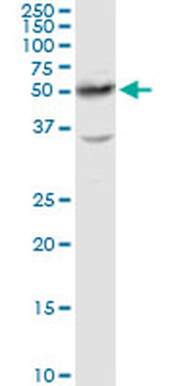 HNF4A purified MaxPab rabbit polyclonal antibody (D01P)