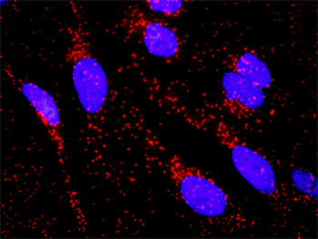 HNF4A purified MaxPab rabbit polyclonal antibody (D01P)