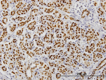 FOXA2 monoclonal antibody (M12), clone 6C12
