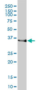 HMOX2 monoclonal antibody (M01), clone 1D8-1A8