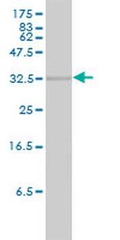 HMOX2 monoclonal antibody (M01), clone 1D8-1A8