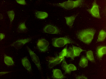 HMOX2 monoclonal antibody (M01), clone 1D8-1A8