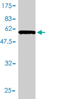 HMOX2 monoclonal antibody (M01), clone 1D8-1A8