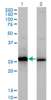 HMGB2 monoclonal antibody (M03), clone 3C7