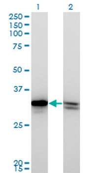 HMGB1 monoclonal antibody (M03), clone 1B11