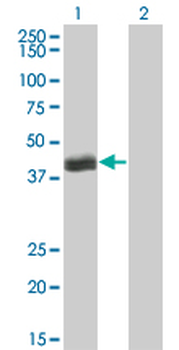 HLF monoclonal antibody (M04), clone M2
