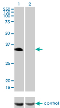 HLF monoclonal antibody (M04), clone M2