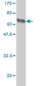 HLF monoclonal antibody (M04), clone M2