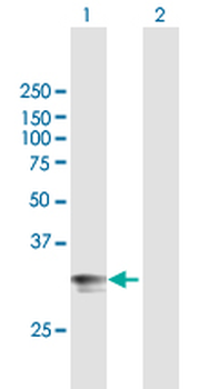 HLA-DPA1 purified MaxPab mouse polyclonal antibody (B01P)