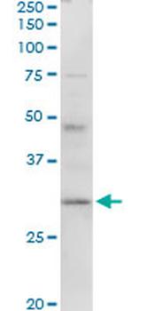 HLA-DMA purified MaxPab rabbit polyclonal antibody (D01P)