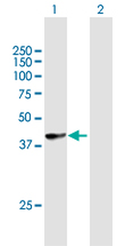 HLA-B purified MaxPab mouse polyclonal antibody (B01P)